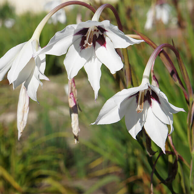 Nahaufnahme einer weißen Sterngladiole mit purpurfarbenem Blütenzentrum im Sommergarten.