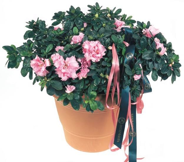 Azalea
