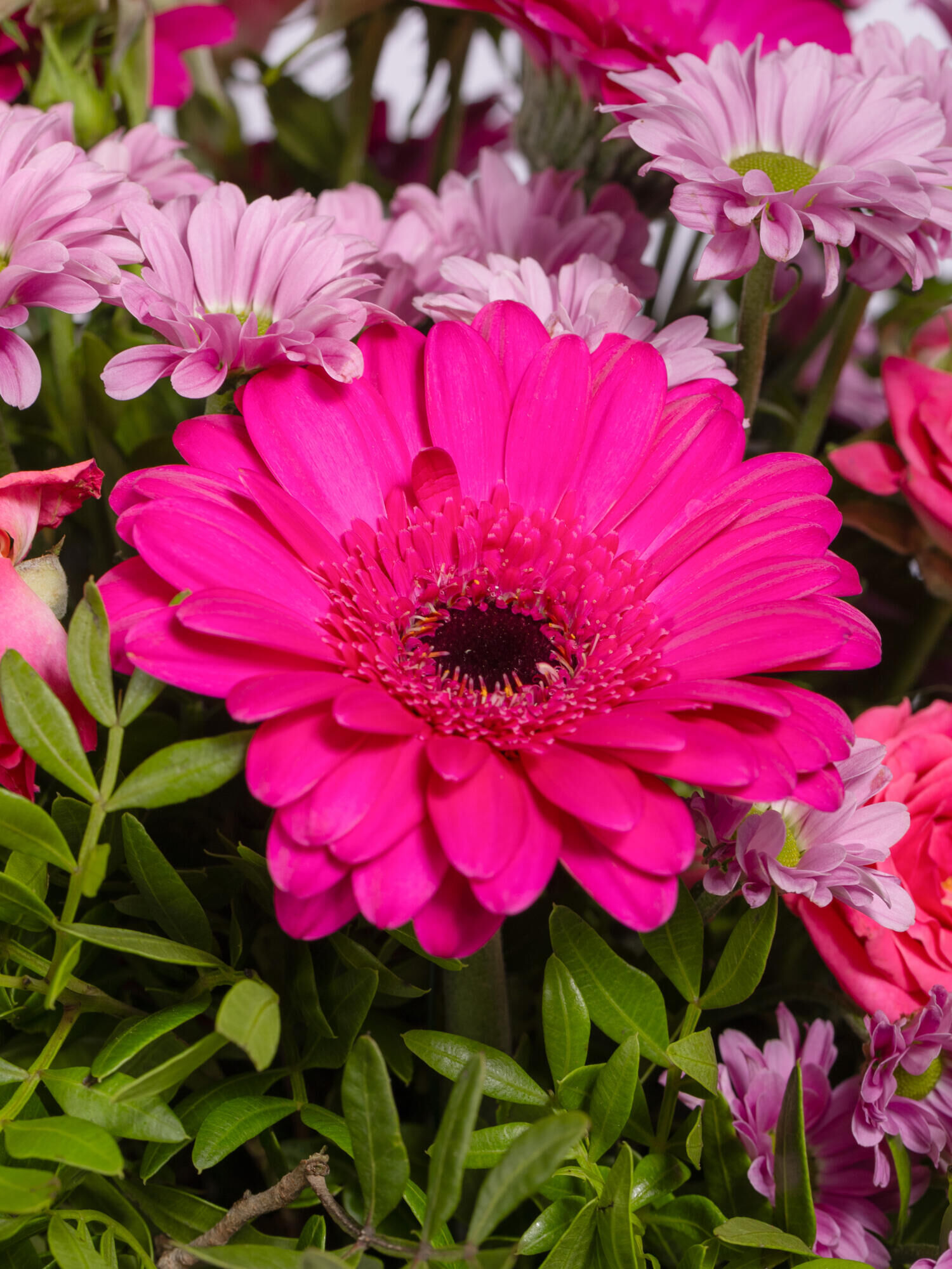 Strauß der Woche - Hauptblüte: Chrysanthemen, Germini, Rosen - Hauptfarbe: Pink, Rosa