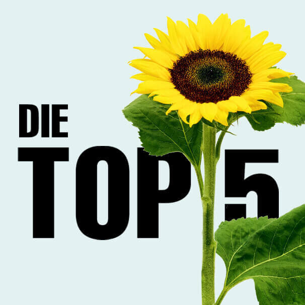 Quadratische Grafik mit der schwarzen Aufschrift "Die Top 5" auf hellblauem Hintergrund, zusammen mit einer einzelnen Sonnenblume.