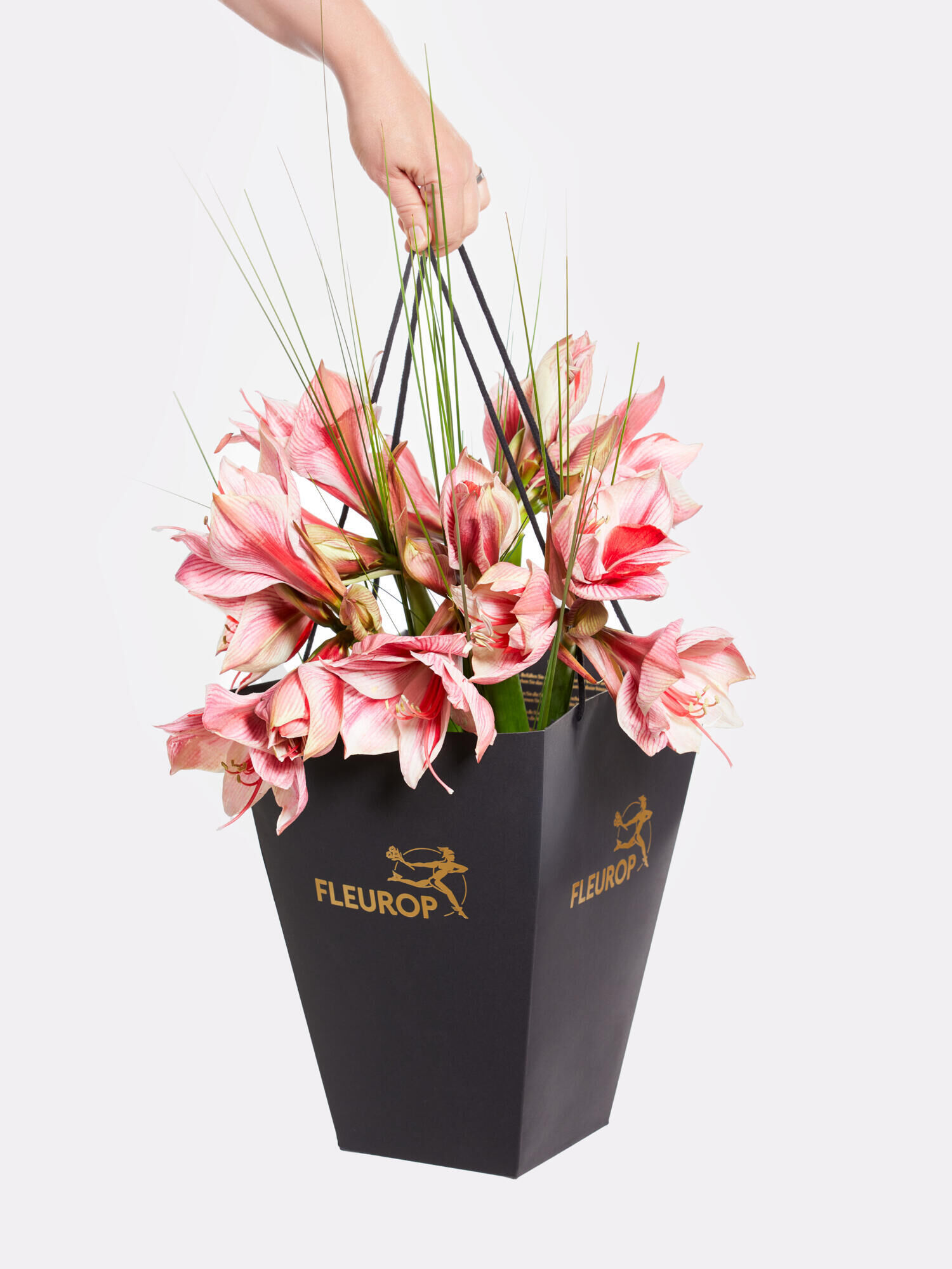 Winter Delights - Main Colors: PINK, ROSE - Main Flowers: AMARYLLIS