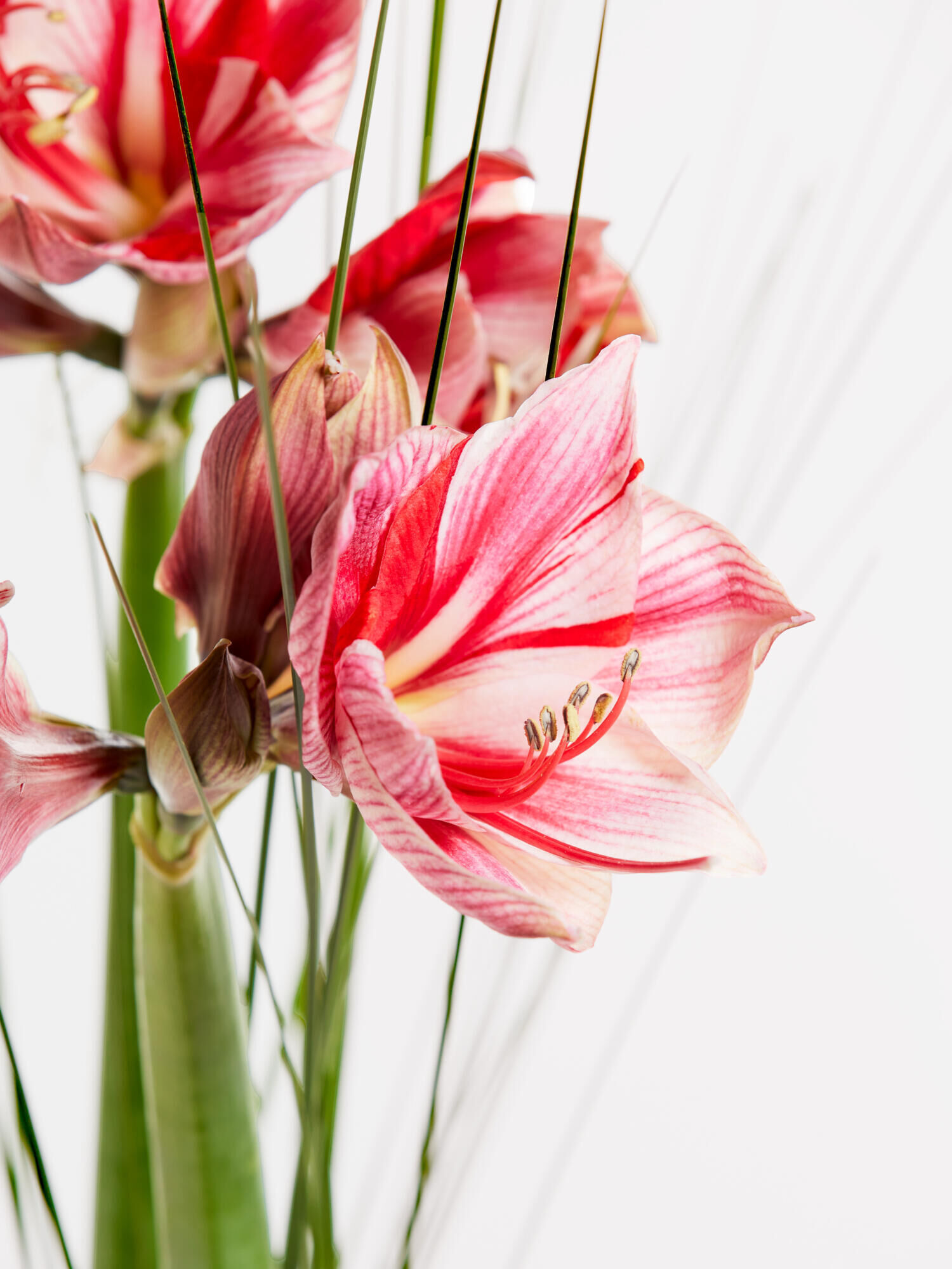 Winter Delights - Main Colors: PINK, ROSE - Main Flowers: AMARYLLIS