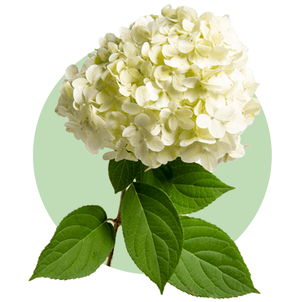 Ein dichter Blütenball aus zarten, cremefarbenen Hortensienblüten, der auf einem Hintergrund aus sattem, dunkelgrünem Laub thront. Die Blüte ist vor einem sanften, pastellgrünen Kreis positioniert, der einen harmonischen Kontrast schafft.