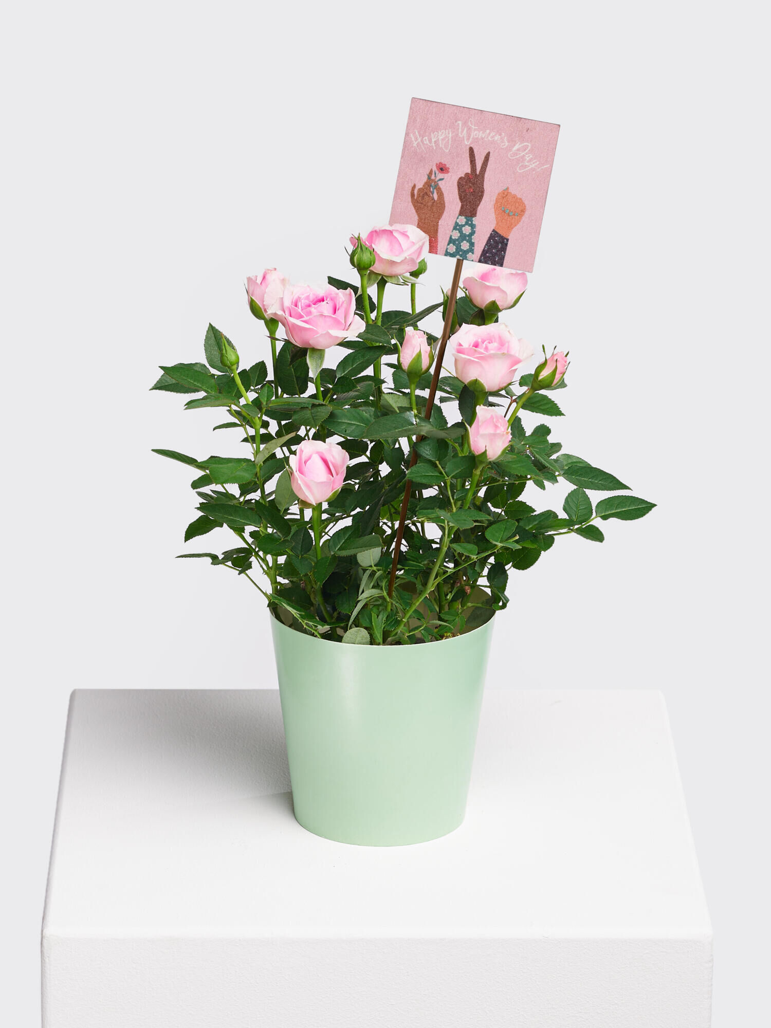 Happy Women's Day - Hauptblüte: Rosen - Hauptfarbe: Rosa