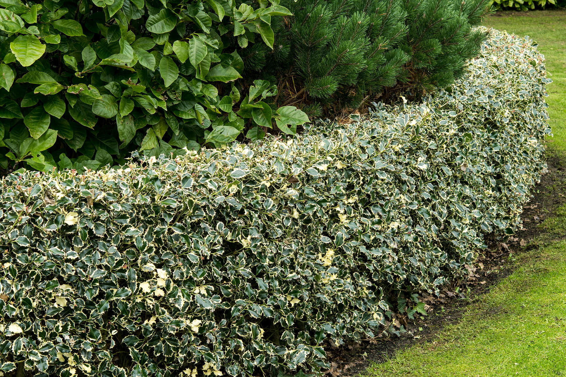 Eine dichte Hecke aus buntblättrigen Stechpalmen (Ilex) mit grün-weißen Blättern, die eine geschwungene Grenze in einem gepflegten Garten bildet. Im Hintergrund befinden sich größere Sträucher und Nadelbäume, die eine üppige grüne Kulisse schaffen.