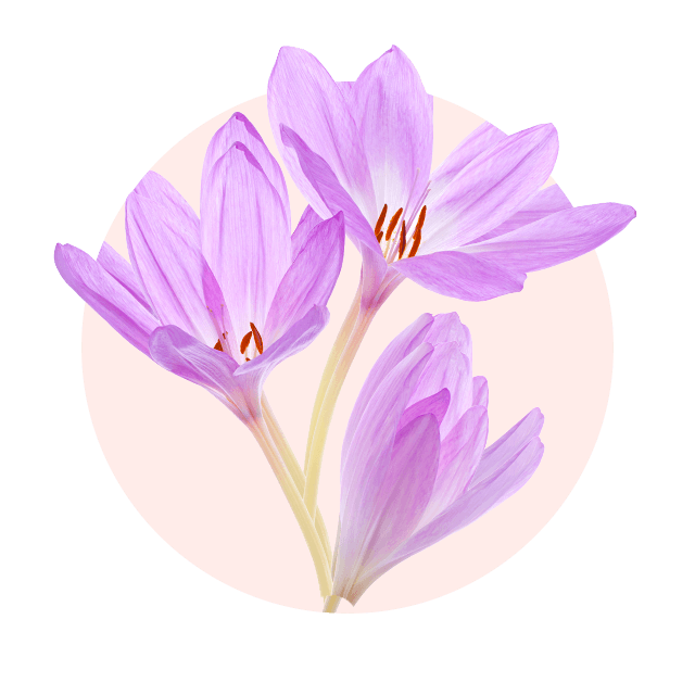 Zartlila Herbstkrokus mit filigranen Blüten, typische Oktober Blume und eleganter Herbstblüher