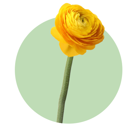 Eine leuchtend gelbe Ranunkel mit dicht gewundenen Blütenblättern, die sich spiralig vom Zentrum zur Blütenöffnung hin entfalten. Die Blume ist auf einem pastellgrünen Kreis positioniert, was einen fröhlichen und frischen Eindruck erweckt.