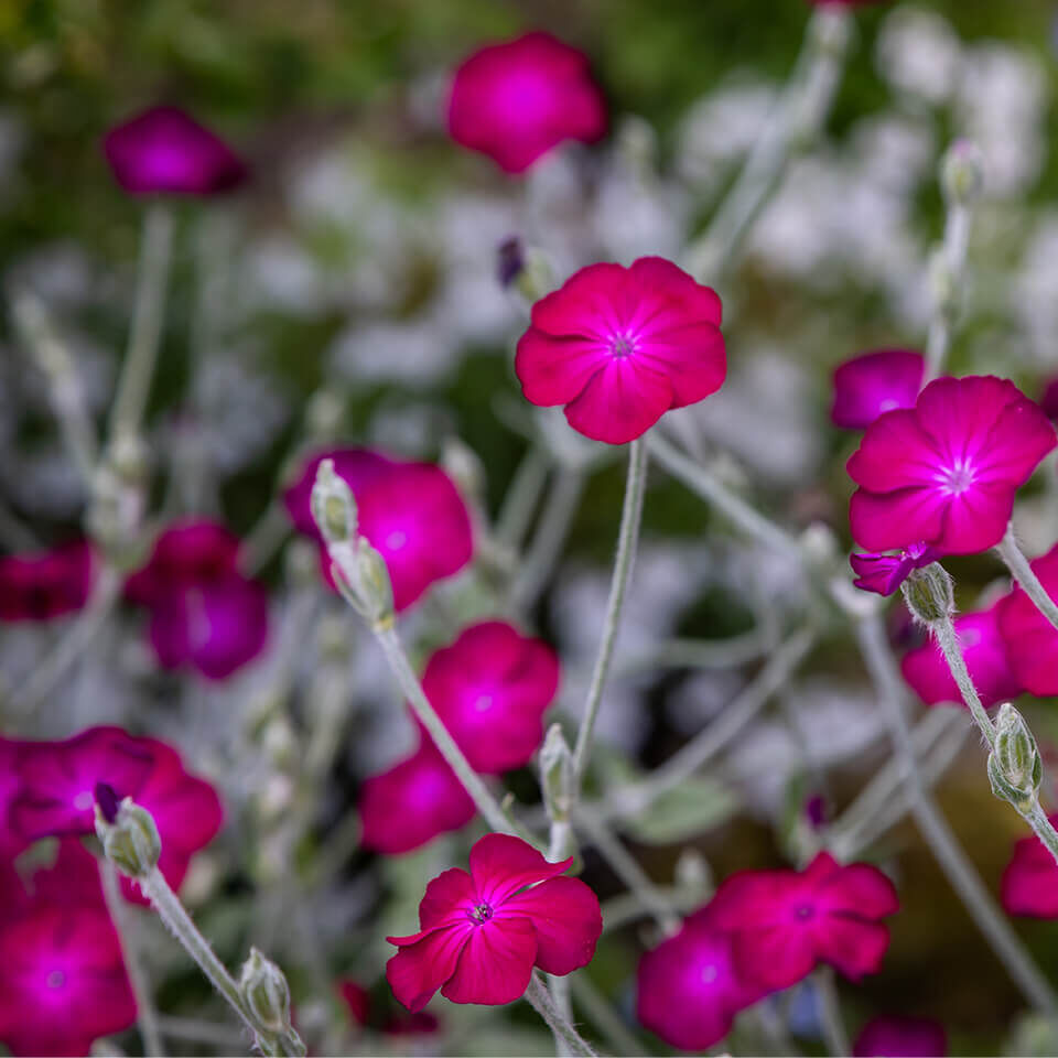 Leuchtend magentafarbene Kronen-Lichtnelke mit silbrigem Stiel – auffällige Wildstaude mit leuchtenden Blüten im Garten.