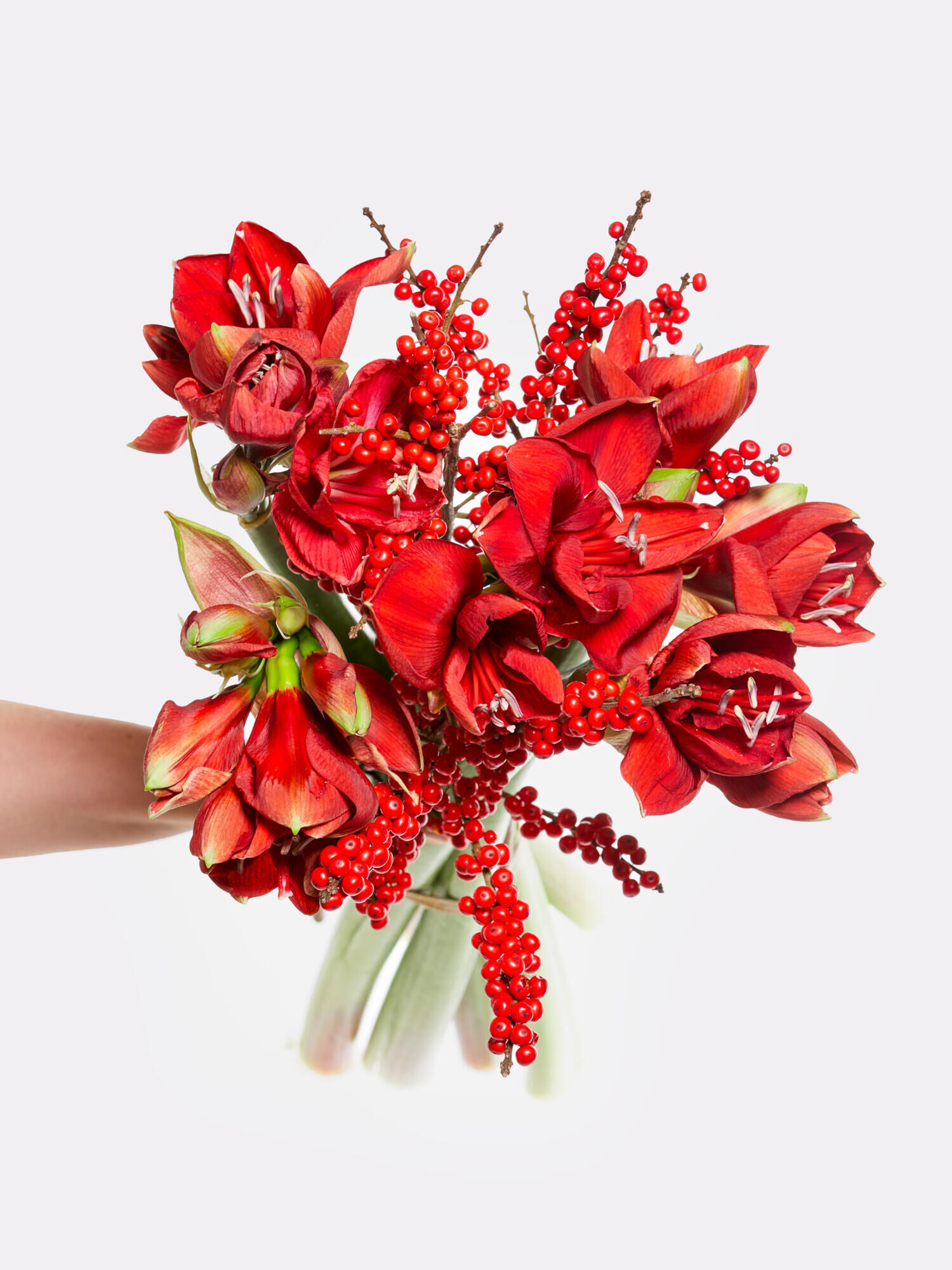 Red Amaryllis Dream - Main Colors: RED - Main Flowers: AMARYLLIS