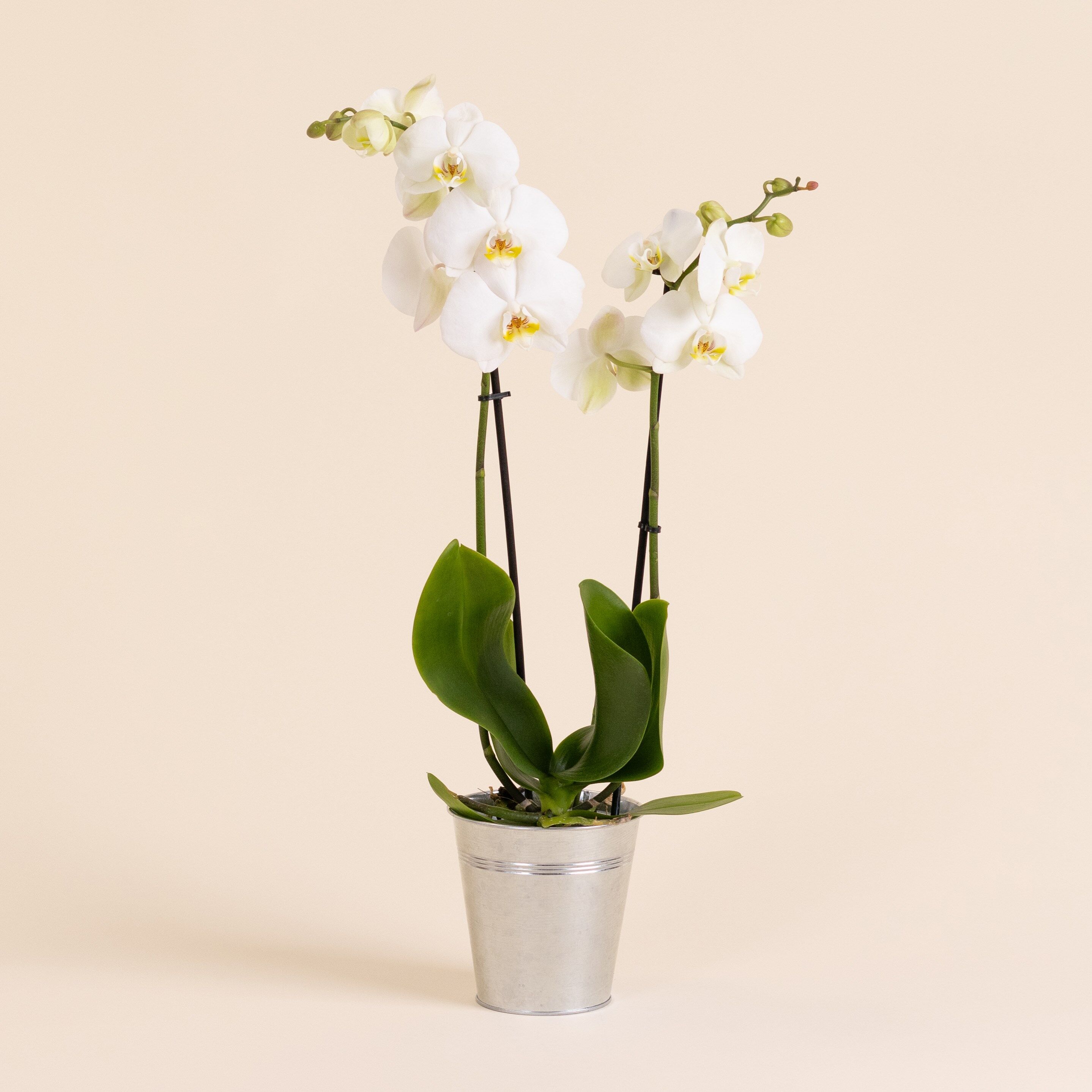 Orchidee Candide - Orchid