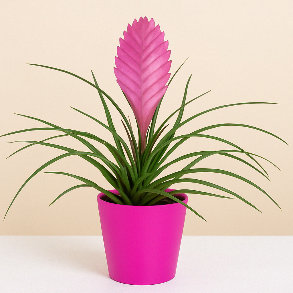 Tillandsia plant