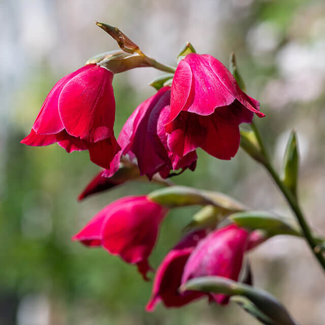 Leuchtend rote Schmetterlingsgladiole mit hängenden Blüten vor unscharfem Hintergrund.
