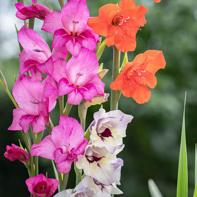 Mehrere Zwerggladiolen in Pink, Orange und Weiß blühen nebeneinander im Garten.