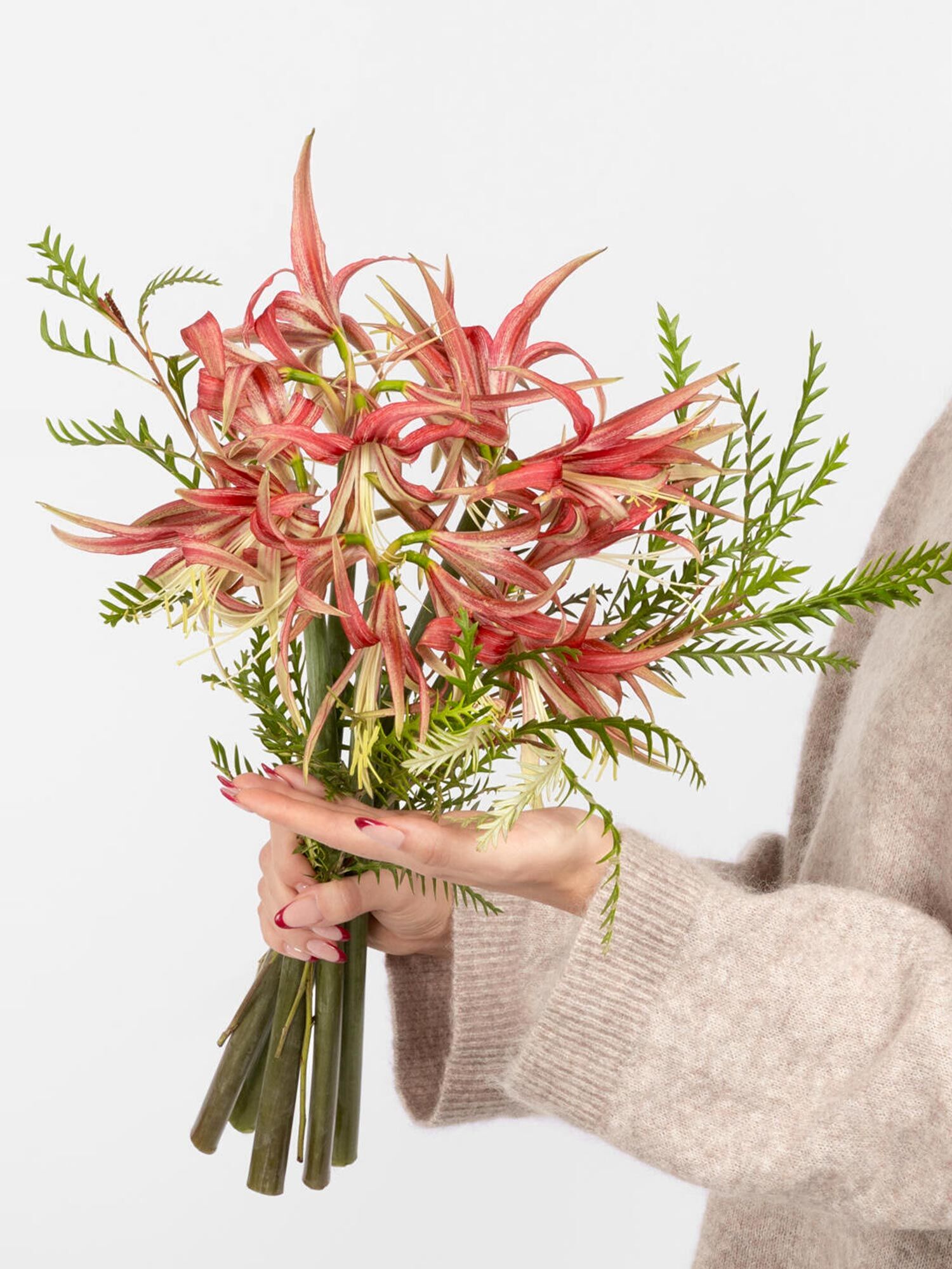 Extravagancia - Hauptblüte: Amaryllis - Hauptfarbe: Rot