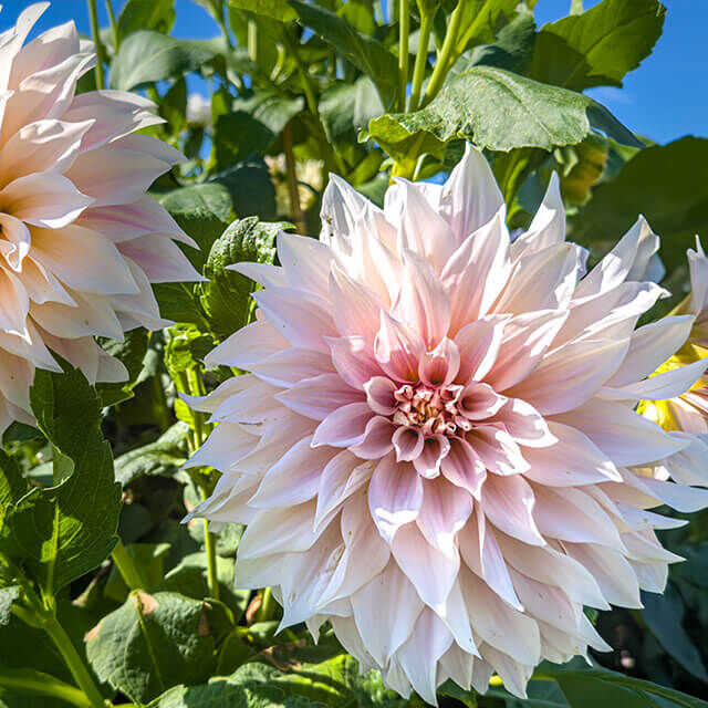 Große, cremefarbene dekorative Dahlie mit leicht rosa Schimmer und üppig gefüllter Blüte.
