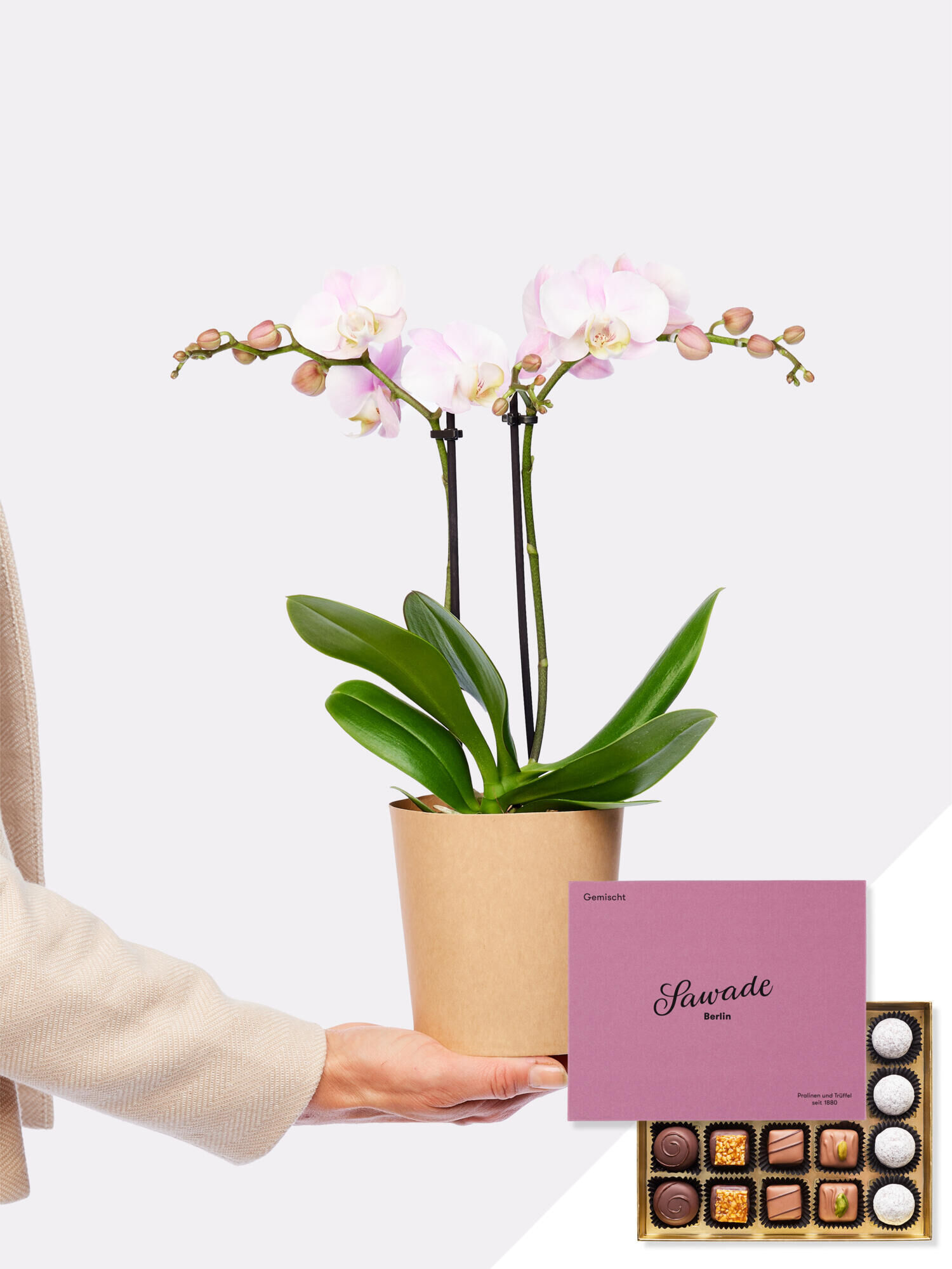 Exotic and Delicious - Hauptfarbe: Rosa