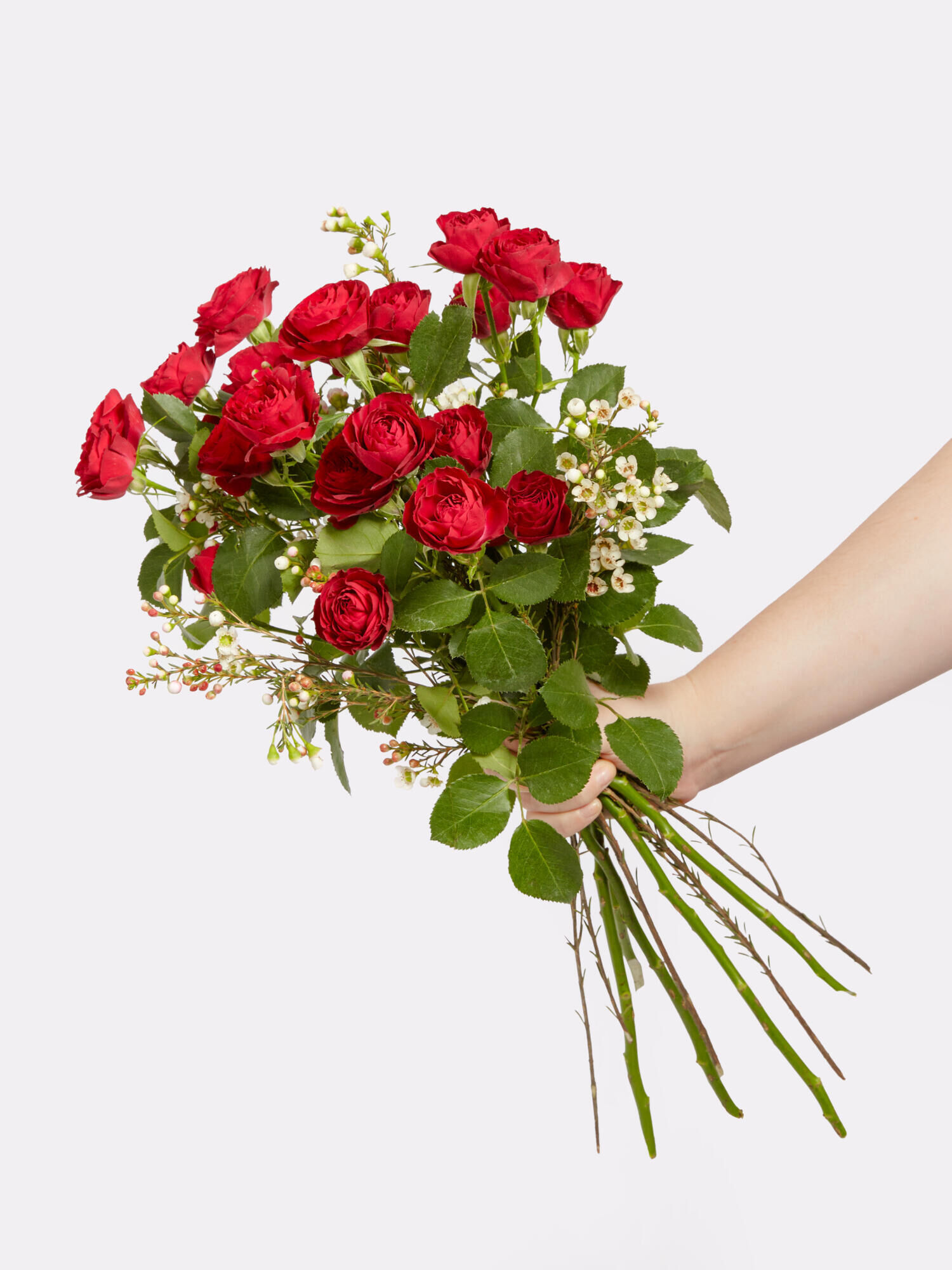 Scarlet Roses - Main Flowers: ROSES