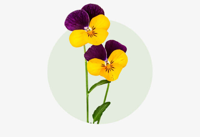 Stiefmütterchen Zwei Stiefmütterchen mit leuchtend gelb-violetten Blütenblättern vor hellem Hintergrund.