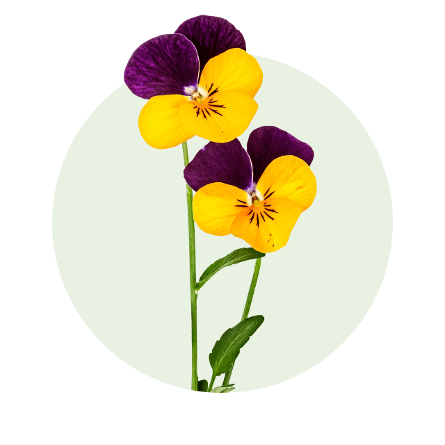 Stiefmütterchen Zwei Stiefmütterchen mit leuchtend gelb-violetten Blütenblättern vor hellem Hintergrund.