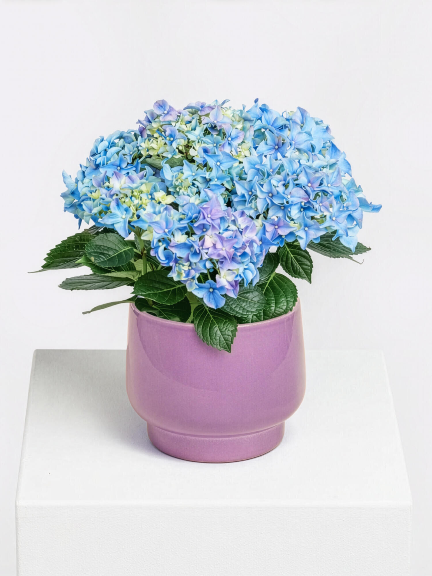 World's Best Mom - Main Colors: BLUE - Main Flowers: HYDRANGEA