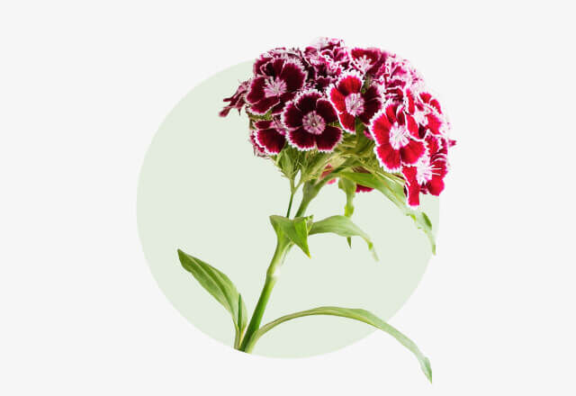 Barnelke Rote und weiße Bartnelkenblüten in einem dichten Bund mit grünen Stielen.