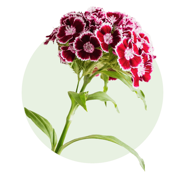 Barnelke Rote und weiße Bartnelkenblüten in einem dichten Bund mit grünen Stielen.