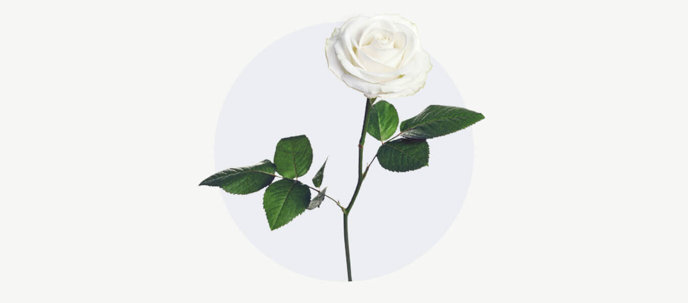 Weiße Rose mit zart geöffneten Blütenblättern und mehreren dunkelgrünen Blättern am langen Stiel vor grauem Hintergrund
