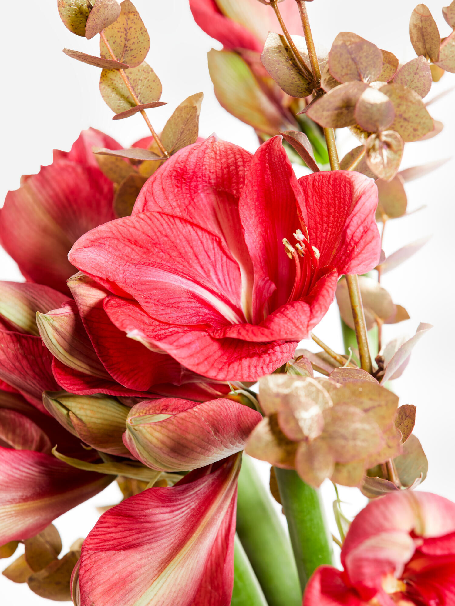 Winter Fairy Tale Winter Fairy Tale - Main Colors: GOLD, PINK - Main Flowers: AMARYLLIS