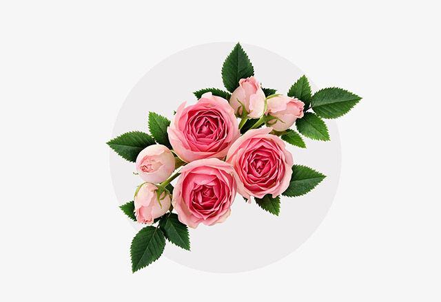 Rosenblüten in Rosa