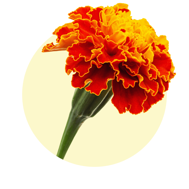 Leuchtend orange-gelbe Tagetesblüte mit gewelltem Blütenrand vor hellem Hintergrund.