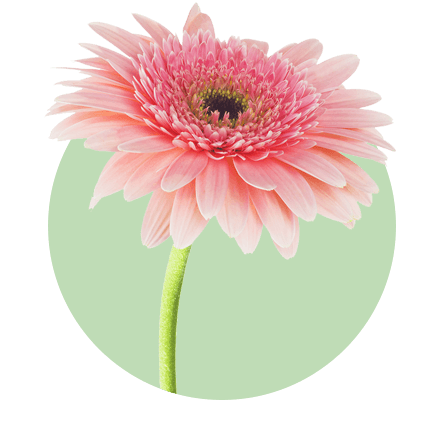 Eine einzelne, zartrosa Gerbera mit einem reichen Farbverlauf von hellem Rosa zu dunkleren Rosatönen zum Blütenzentrum hin. Die Blume ist vor einem pastellgrünen Kreis positioniert, der einen stilisierten Hintergrund bildet.