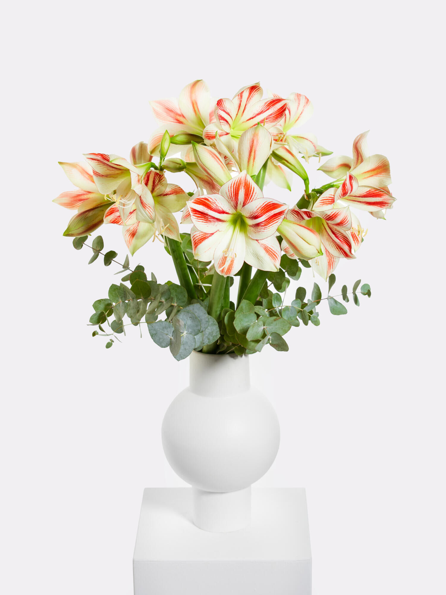 Sternenhimmel Sternenhimmel - Hauptblüte: Amaryllis - Hauptfarbe: Weiß