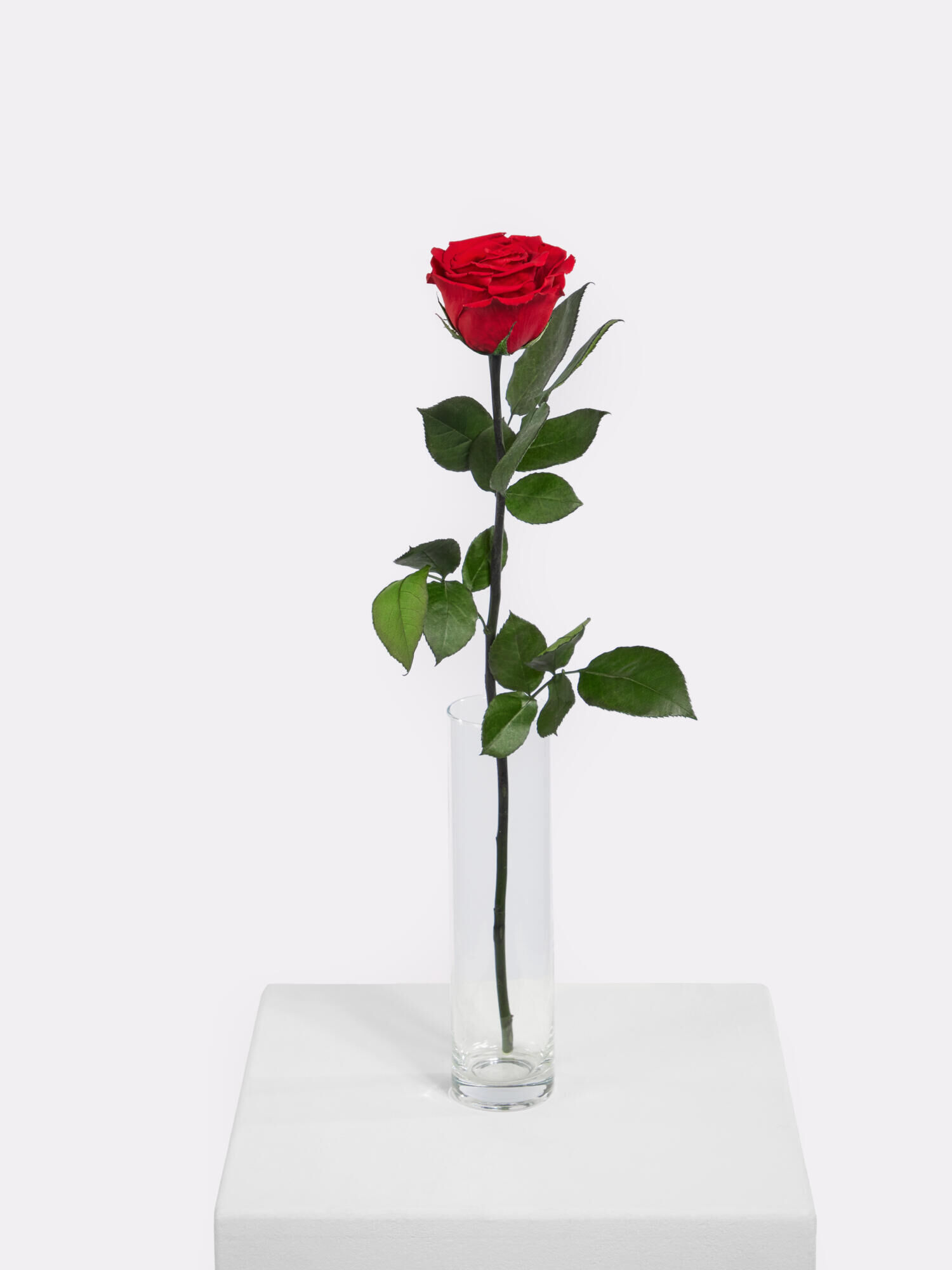 Infinity Rose: Forever Yours - Hauptblüte: Rosen - Hauptfarbe: Rot