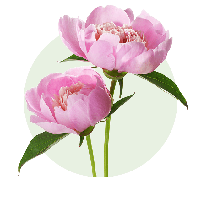 Pfingstrose Zwei rosafarbene Pfingstrosen mit geöffneten Blüten und grünem Stiel vor hellem Hintergrund.