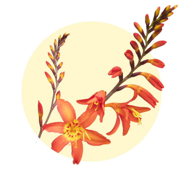 Zweig mit orangefarbenen Montbretienblüten und Knospen vor hellem Hintergrund.