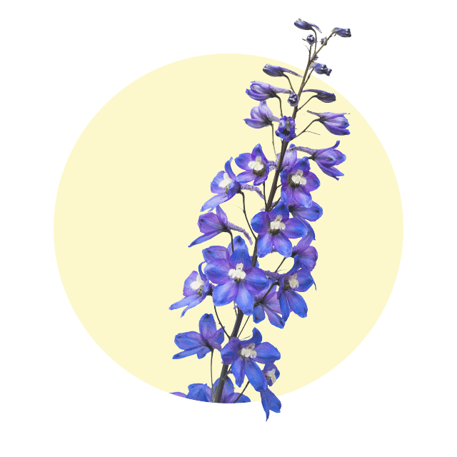 Hoher, violettblauer Blütenstiel des Rittersporns vor hellem Hintergrund.