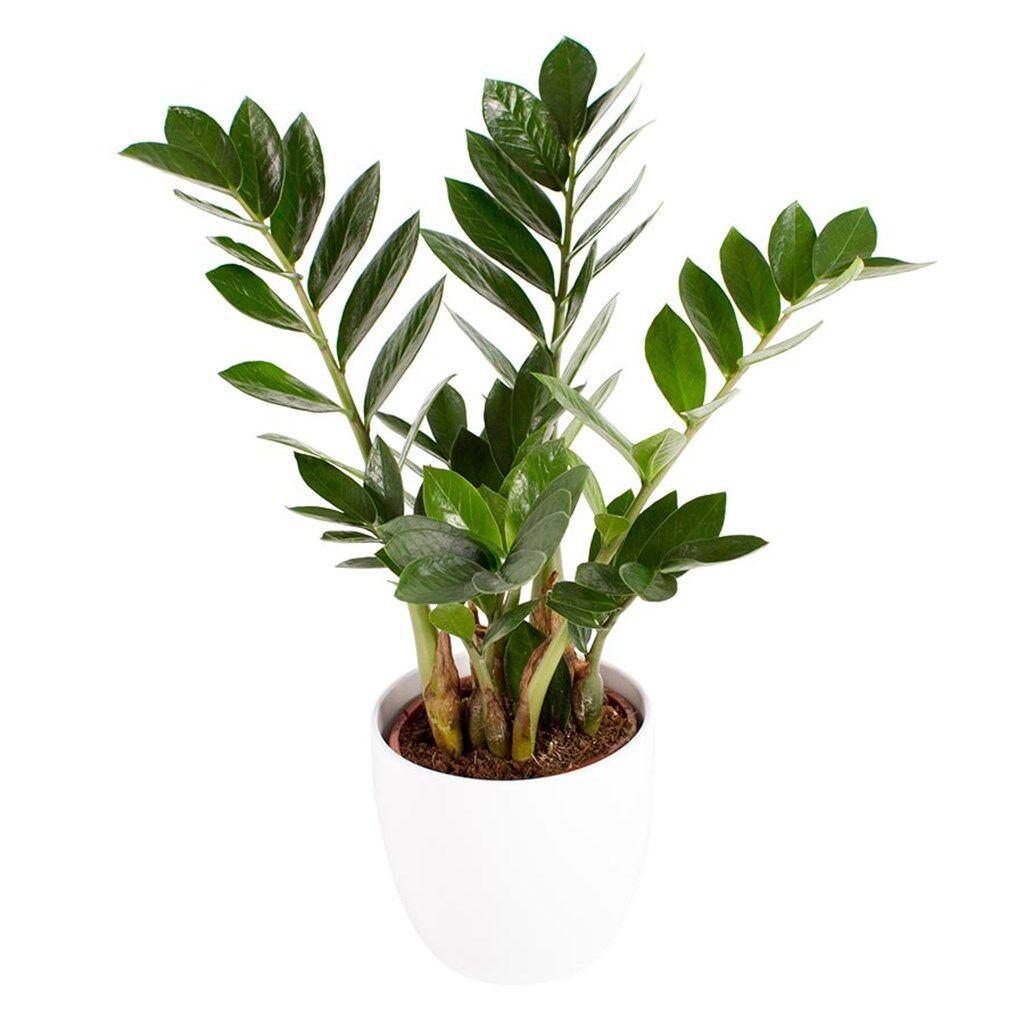 Zamioculcas