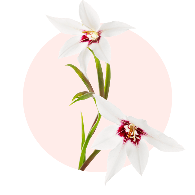 Weiße Sterngladiole mit purpurfarbener Mitte, typische Oktober Blume und besondere Schnittblume
