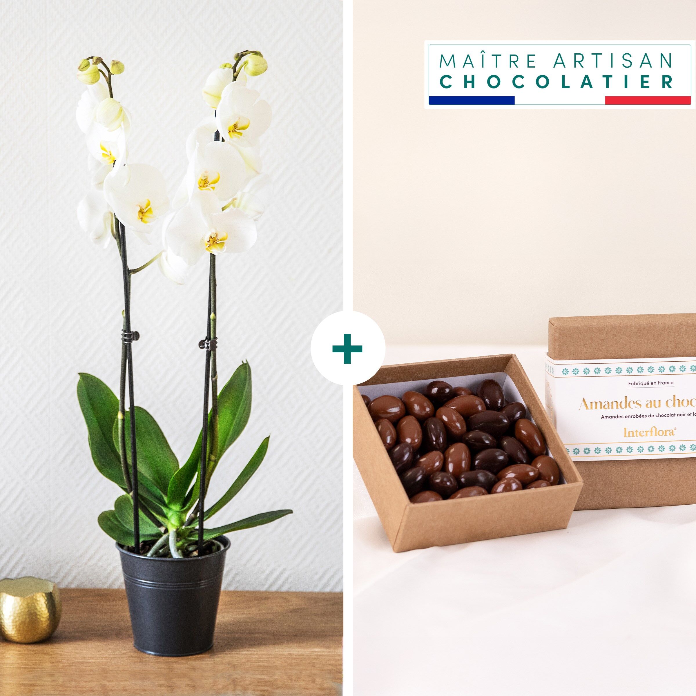 Candide et chocolats - Orchid and chocolates