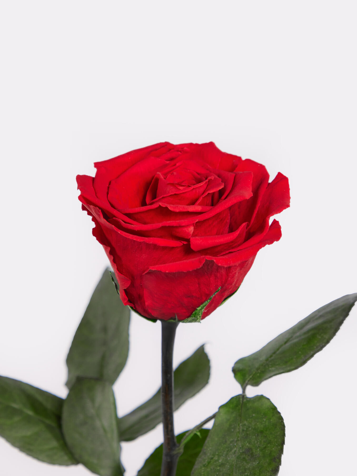 Infinity Rose: Forever Yours - Hauptblüte: Rosen - Hauptfarbe: Rot
