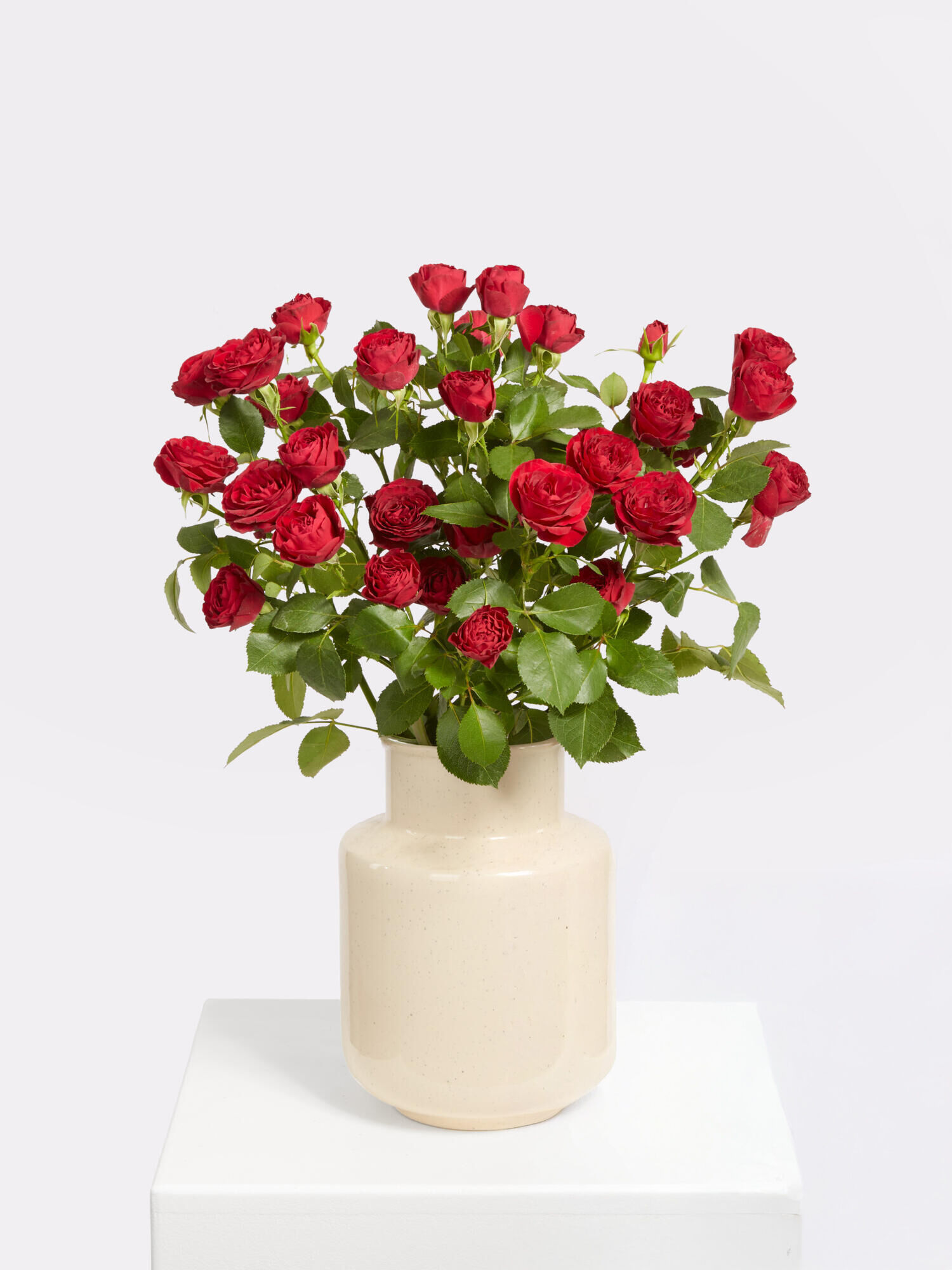 Scarlet Roses - Main Flowers: ROSES