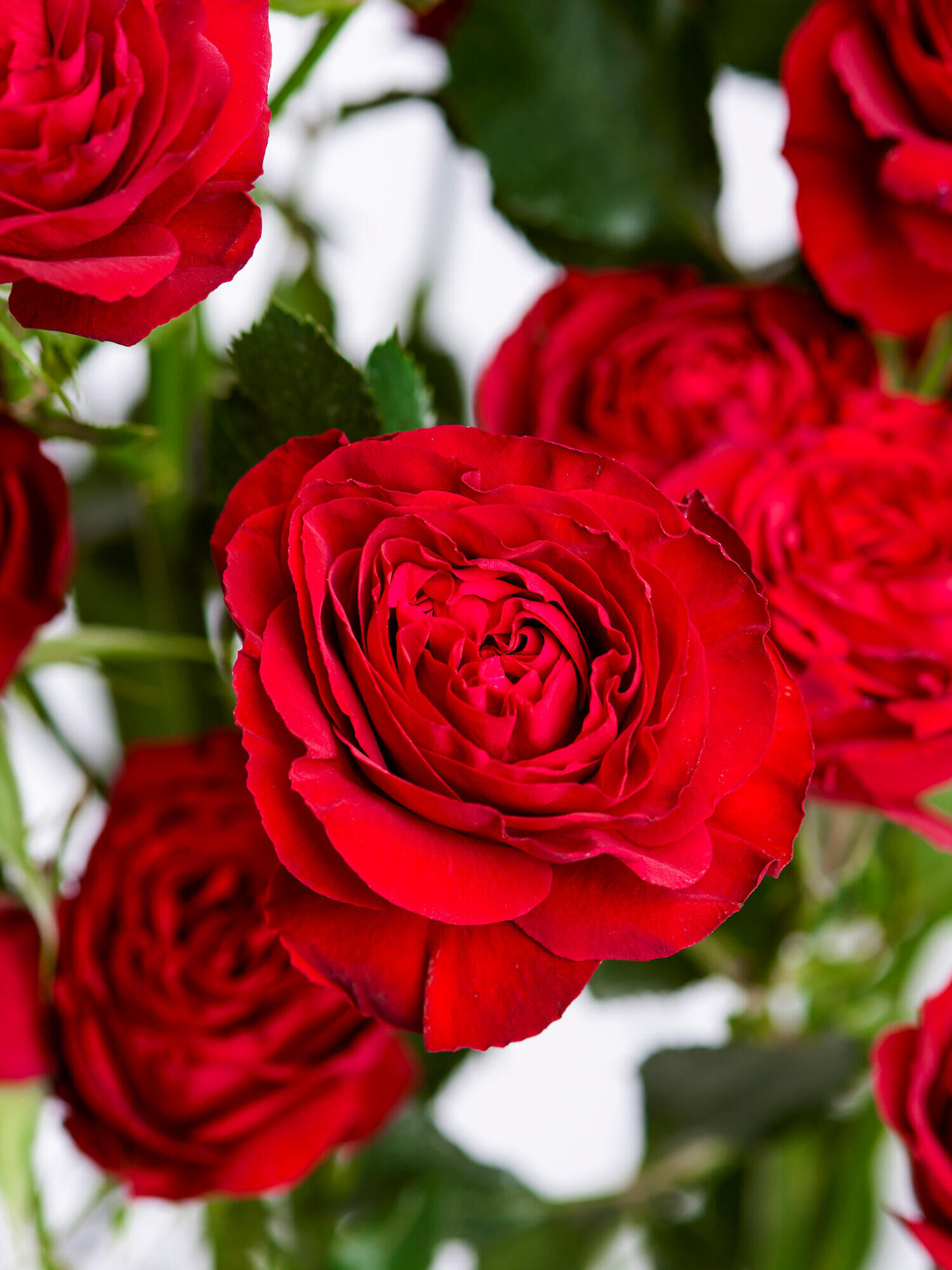 Scarlet Roses - Main Flowers: ROSES