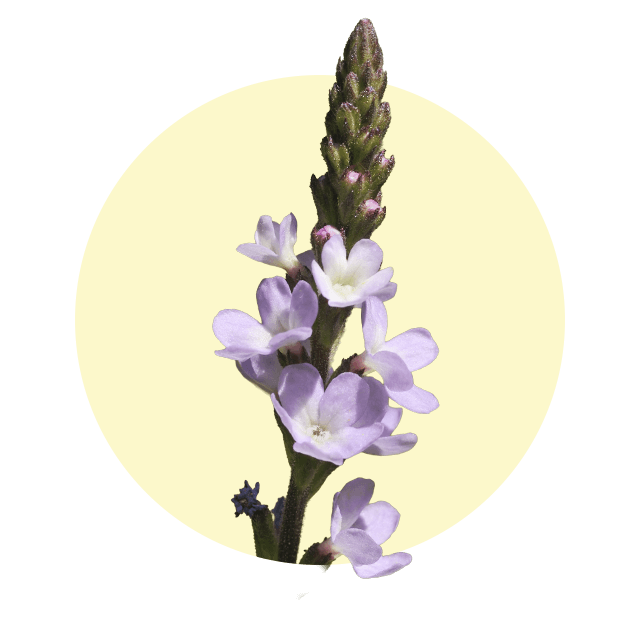 Aufrechter Blütenstand mit zarten, violetten Lanzen-Eisenkrautblüten vor hellem Hintergrund.