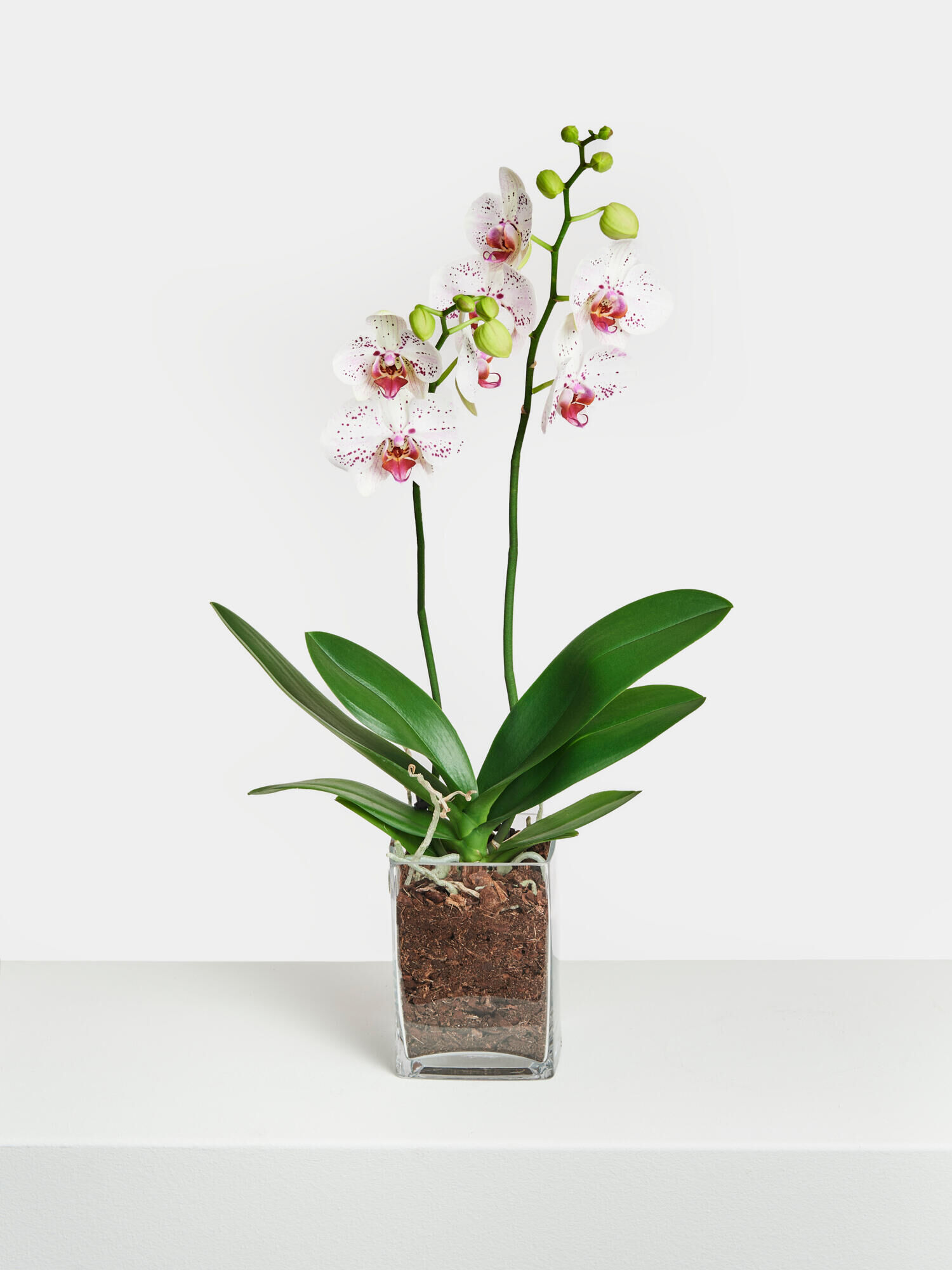Weiß-pinke Orchidee in Vase