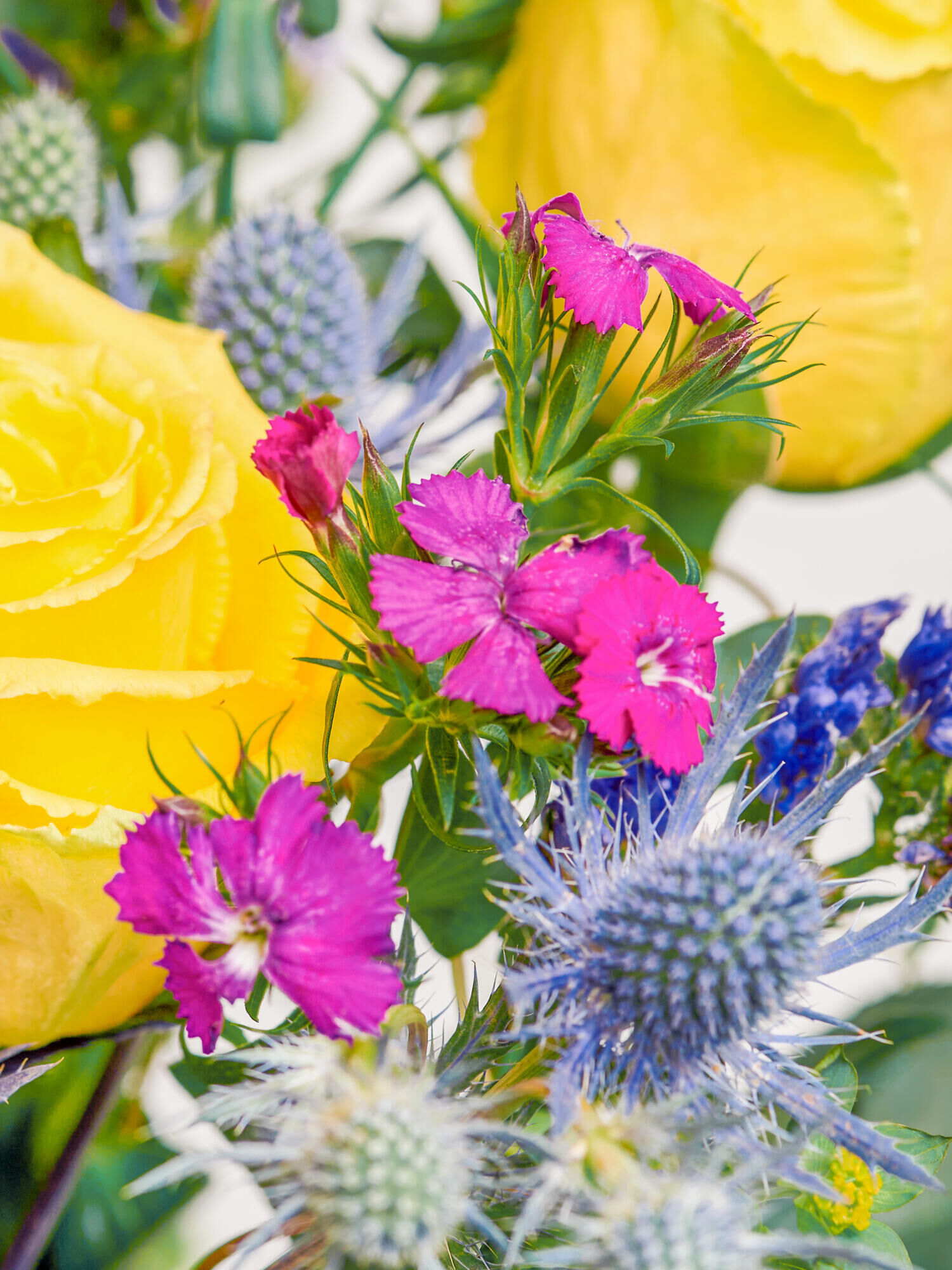 Pop of Colour - Main Colors: VARICOLORED - Main Flowers: CARNATIONS, ROSES