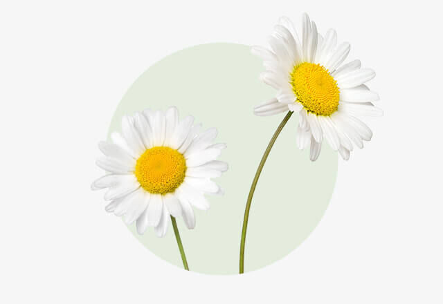 Gänseblümchen Zwei weiße Gänseblümchen mit gelber Mitte auf schlanken, grünen Stielen.