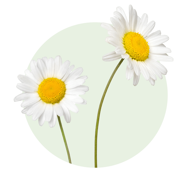 Gänseblümchen Zwei weiße Gänseblümchen mit gelber Mitte auf schlanken, grünen Stielen.