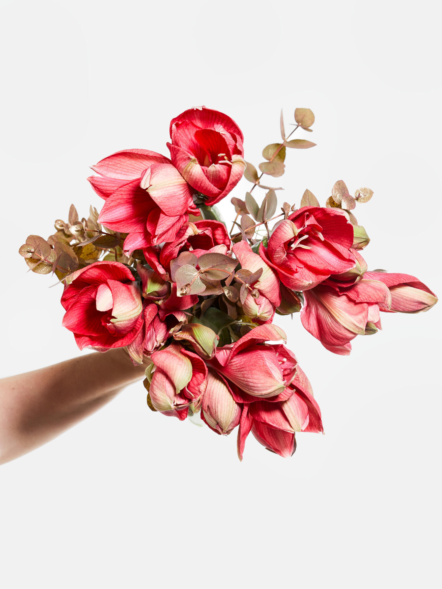 Winter Fairy Tale Winter Fairy Tale - Main Colors: GOLD, PINK - Main Flowers: AMARYLLIS