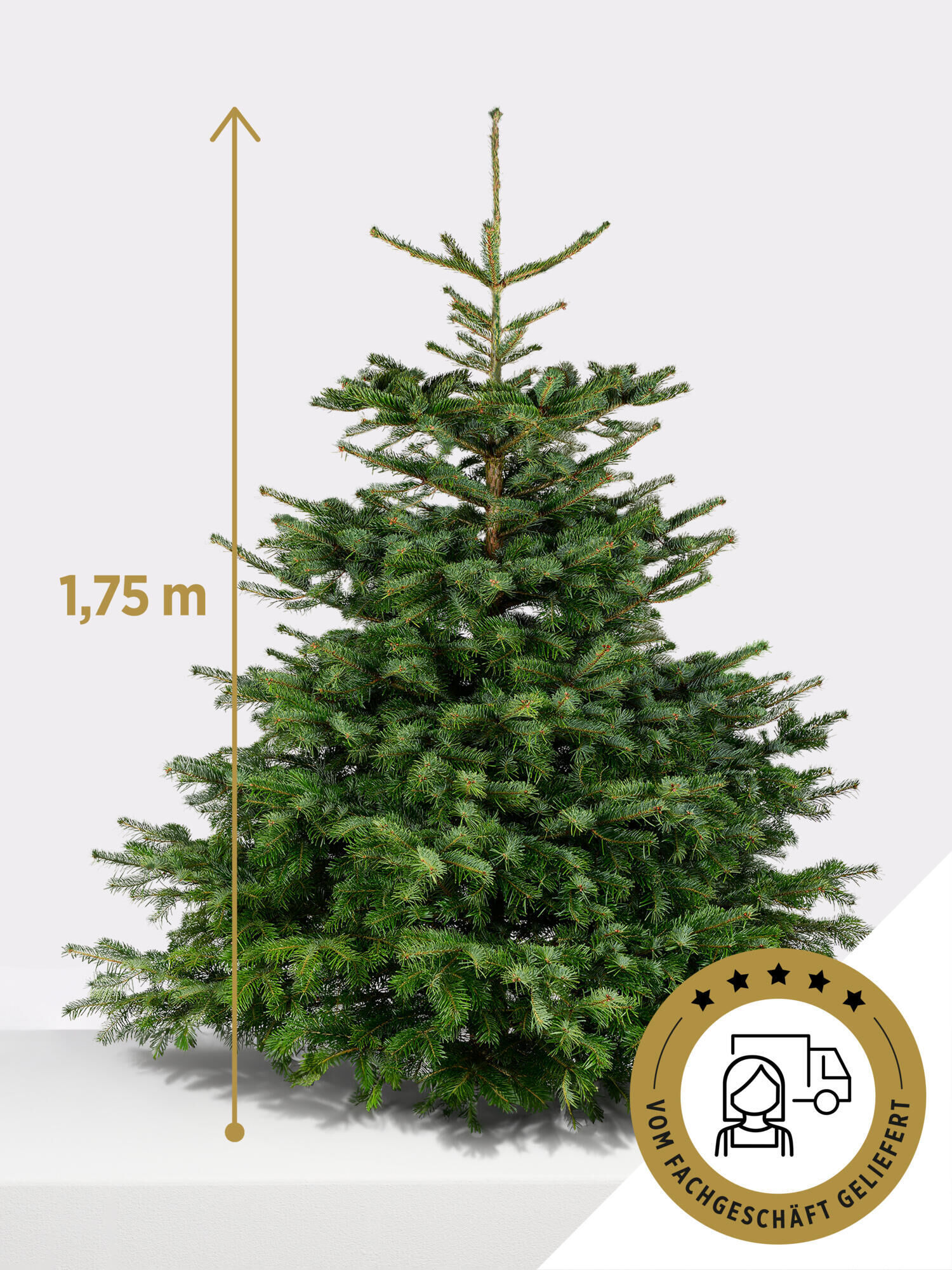 Nordmanntanne vom Floristen, 175 cm  - Hauptfarbe: Grün