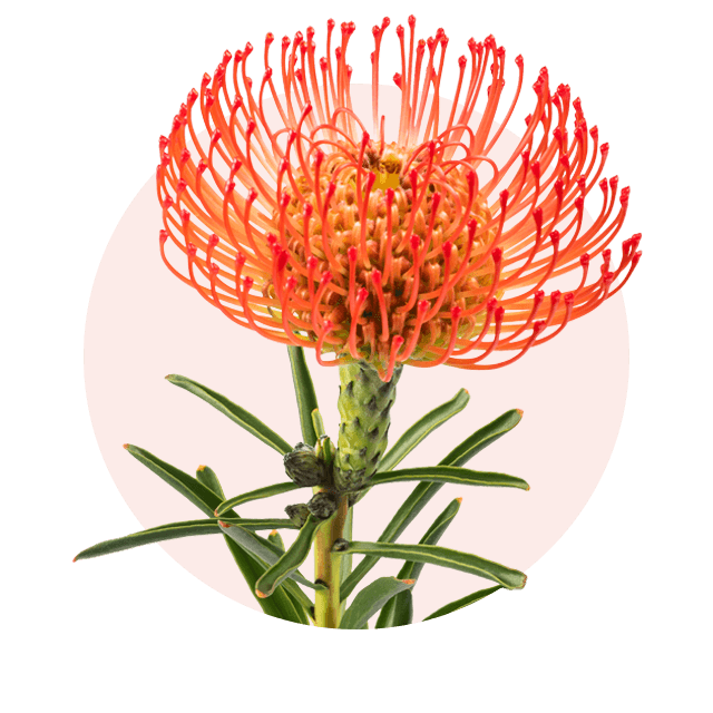 Orangefarbene Protea mit auffälliger Blüte, exotische Oktober Blume und besonderer Herbstblüher